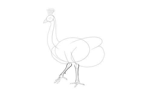 How to Draw a Peacock | Graficznie