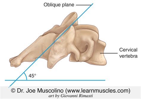 cervical facet joint medial branch block