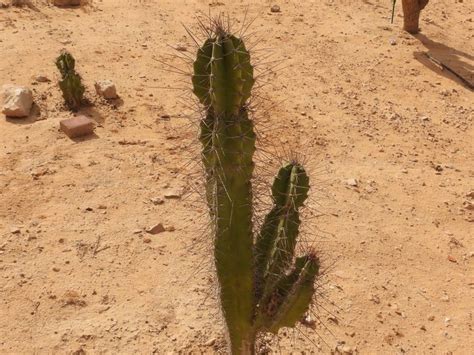 Flora-cactusesC