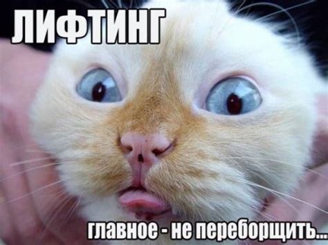 Скачать прикольные и красивые картинки: Смішні кицюлі на fun.tochka.net