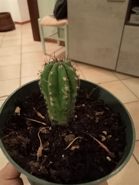 lucky unexpected score : r/sanpedrocactus