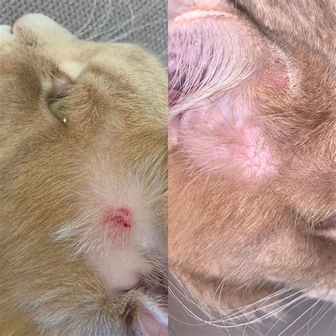 Cat has redness / swelling / bleeding in front of ears. : r/catcare