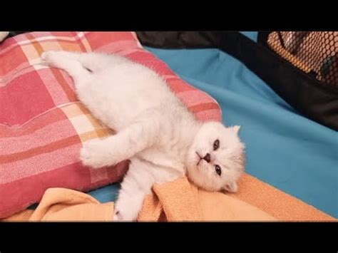 Мяуканье котят и разговор мамы кошки о воспитании 💕 - YouTube