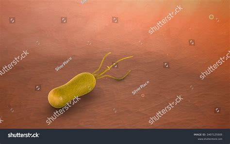 Helicobacter Pylori Bacteria Inside Stomach 3d Stock Illustration ...