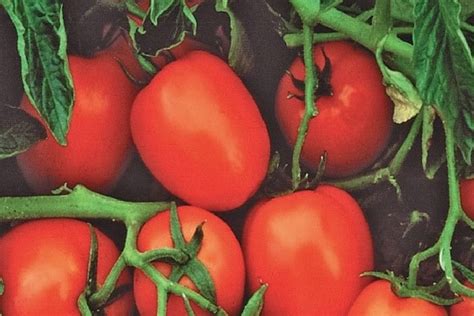 Chibli tomato: description of the hybrid variety, its cultivation with ...