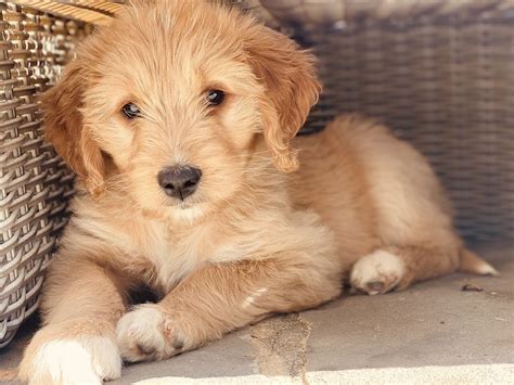 Mini Double Doodle Puppies