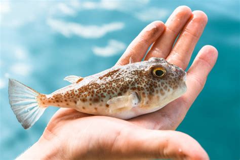 Fugu fish Зображення, стокові фотографії та картинки Fugu fish