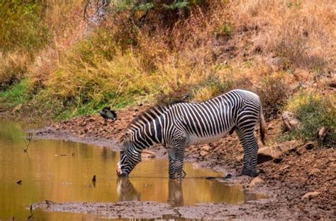 Top 10 Ways to Protect Endangered Species with Technology