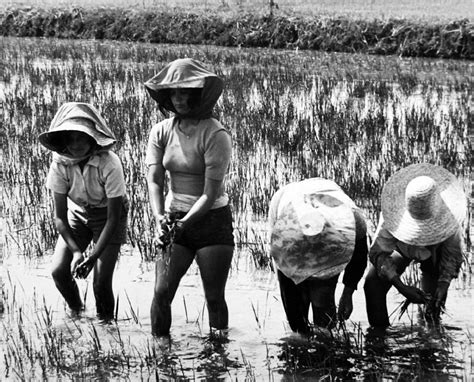 Mondine al lavoro | Vecchie foto, Foto in bianco e nero, Vecchie fotografie
