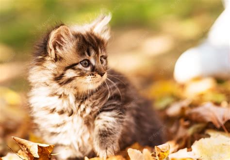 Fall Kittens Wallpapers - Wallpaper Cave