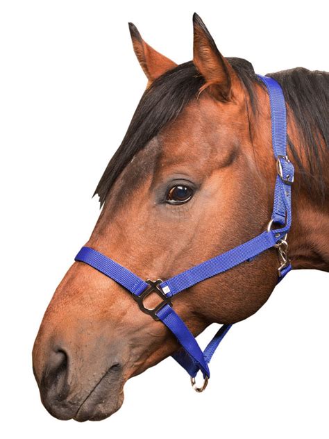 Недоуздок для лошади Sweet Horse (Райд-пони синий) - купить с доставкой ...