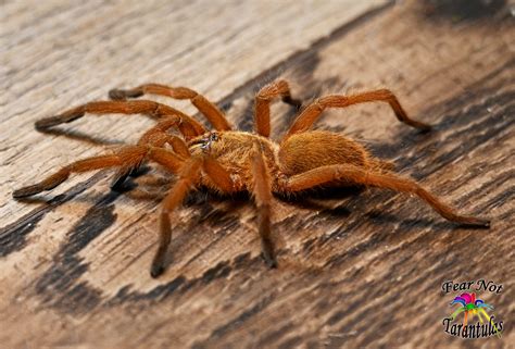 guide to tarantula not drinking easily 4