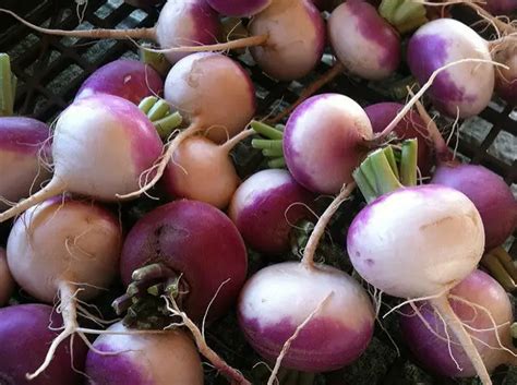 Турнепс: что это такое, как его вырастить и вкусно приготовить - Огород ...