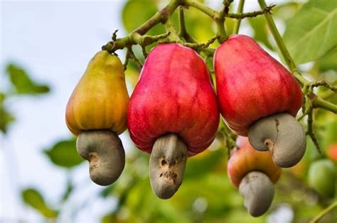 How to Grow a Cashew Tree | Growing Cashew Nuts