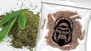 Sinte: Ganja Sintetis padahal Zat-Zat Kimia yang Disintesiskan – Rumah ...