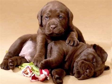Cute Chocolate Lab Puppies