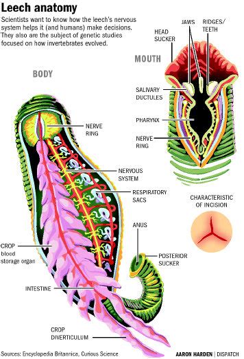 Leeches - The Muscular System Evolution and Development