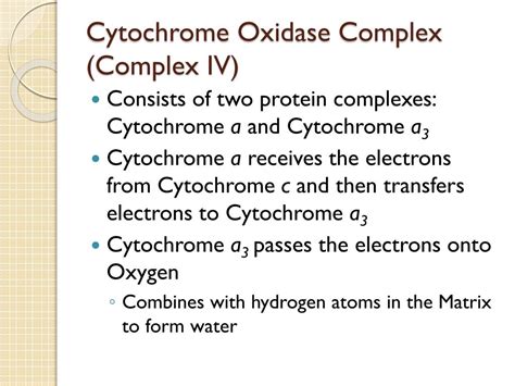 PPT - Electron Transport Chain PowerPoint Presentation, free download ...