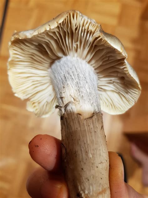 Рядовка мыльная (Tricholoma saponaceum) фото и описание