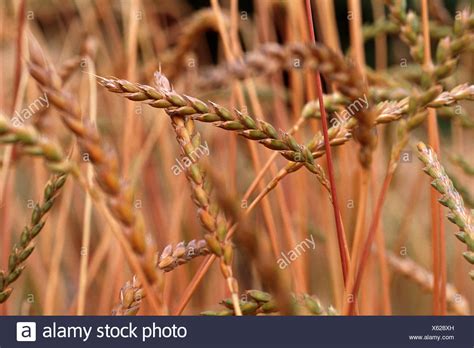 Spelt Wheat Triticum Spelta High Resolution Stock Photography and ...