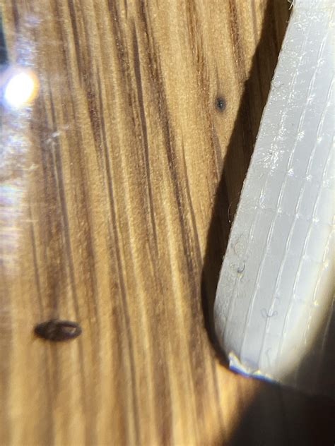What are these tiny flying light attracted bugs? : r/whatsthisbug