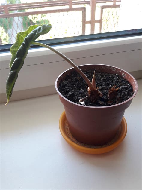 Coming out of unusually long dormancy : r/alocasia