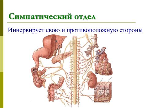 Вегетативная нервная система. Периферический отдел - презентация онлайн