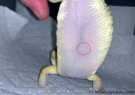 Leopard Gecko Care - OnlineGeckos.com Gecko Breeder