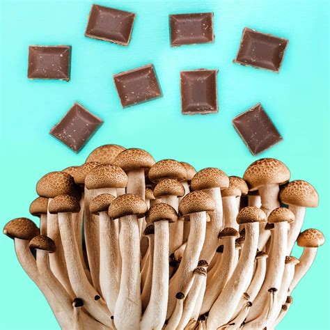 Shrooming the Modern Way, With Psilocybin Edibles - Cannadelics