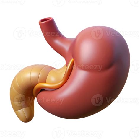 render  human stomach  duodenum  png