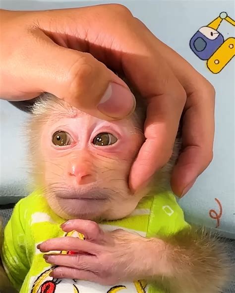 Bibi and baby monkey go to the hospital for a foot and general check-up