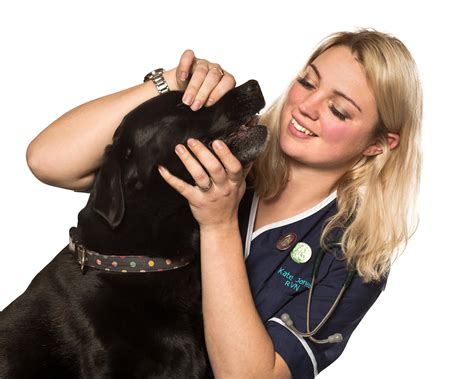 What does a Veterinary Nurse do and how do I become one? - Vet Care @ Home
