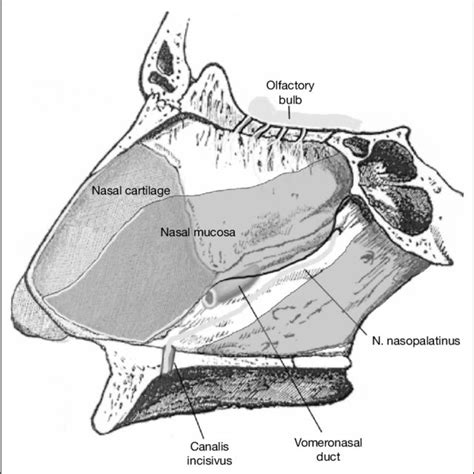 (PDF) Structure and Function of the Vomeronasal Organ