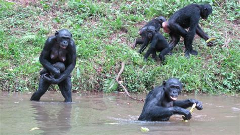 The sexy, happy apes we might have been - CNN