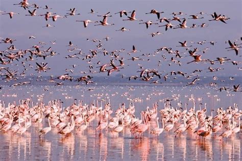 The flamingos of Korgalzhyn nature reserve,Kazakhstan One Day Tour ...