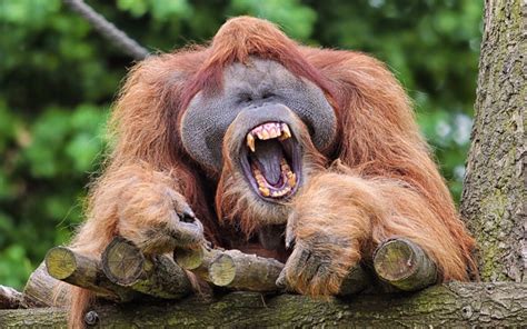Animal pictures of the week: 14 August 2015
