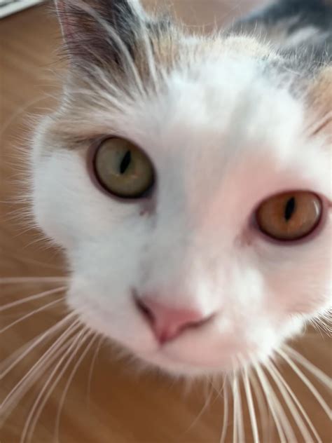 heterochromia in cats 6