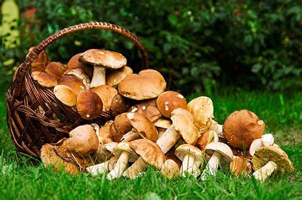 Гриби України. Їстівні, Умовно їстівні, Неїстівні, отруйні гриби