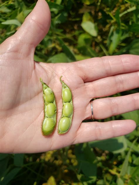 Terminating Irrigation in Soybeans | UT Crops News