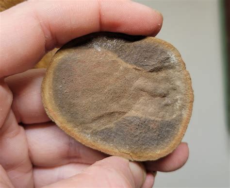 Tully Monster Tail Fossil #00294 - Craniates Curiosites: Oddity Sales