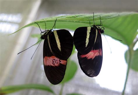 Anti-Aphrodisiac: Male Butterflies Mark Their Mates With Repulsive