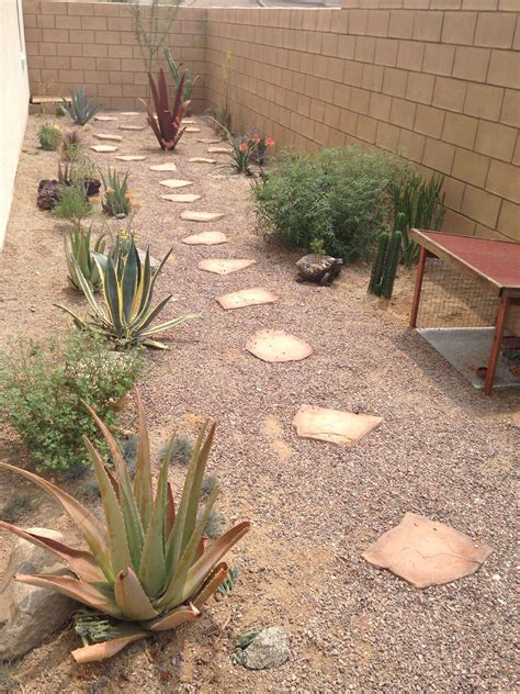 Native California tortoise habitat | Tortoise habitat, Desert tortoise ...