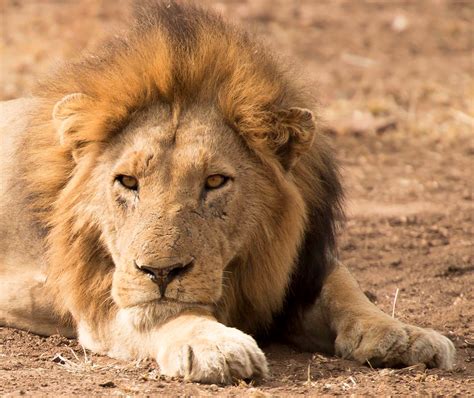 Male Lion in Kruger National Park, South Africa