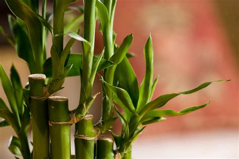 bambu garden 4