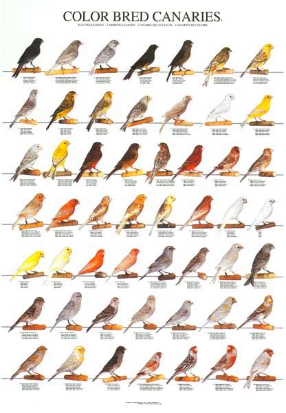 Color Bred Canaries 1