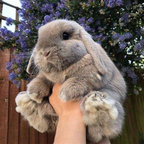 adorable fluffy bunnies