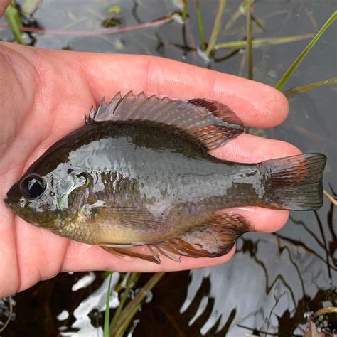a blackwater gem. the bluespotted sunfish might be small (this is about