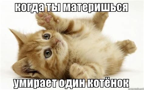 когда ты материшься умирает один котёнок - Russian Memes, Cute Memes ...