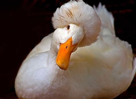 Хохлатая утка: история, описание и разновидности пород | Pekin duck ...