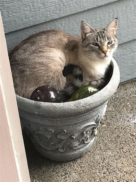 what kind of catplant is this? : r/cats